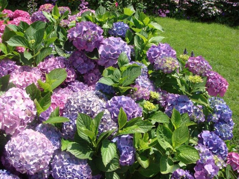 How to Grow Hydrangeas in New Jersey – Quick and Easy Guide
